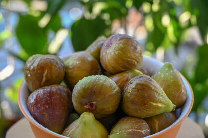 Zdjela puna svježih smokvi. Zrele smokve spremne za jelo. Domaće sočne smokve.