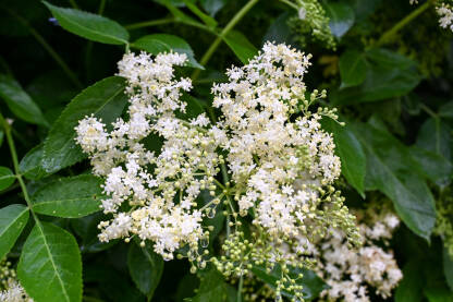 Zova cvjeta u proljeće. Krupni plan cvijetova europske bazge na grmu u šumi. Sambucus nigra.