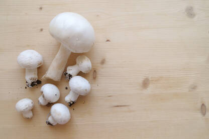 Šampinjoni Gljive Šampinjoni iz domćeg uzgoja Agaricus bisporus.
