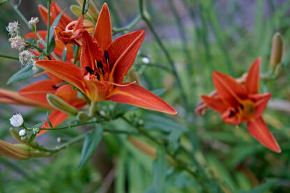Dnevni ljiljan. Na cvjetnoj stapci dnevnih ljiljana (Hemerocallis) svakog jutra otvara se novi cvijet.