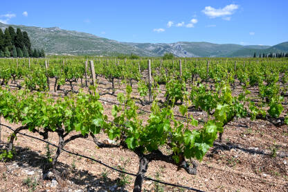 Vinova loza u proljeće, vinograd Mlado zeleno lišće na vinogradu. Vinova loza u proljeće.