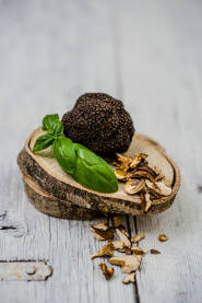 Tuber melanosporum (crni tartuf)
T. aestivium (crni tartuf)
T. borchii (bijeli tartuf)