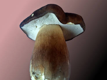 Svježe ubrana gljiva. Vrganj, jestiva gljiva, izolovan na neutralnoj pozadini.