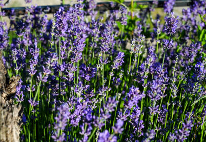 Cvjetovi lavande. Cvjetovi lavande. Ljubičasti cvjetovi. Lavanda cvjeta u ljeto.