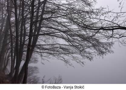 Šuma u magli Magla u šumi. Siluete drveća i grana u gustoj magli.