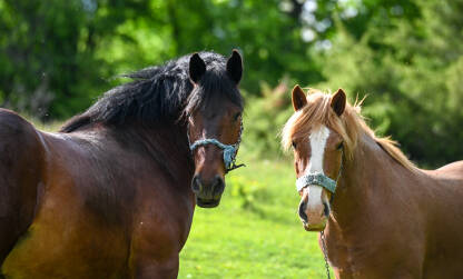 Dva konja na planini. Domaći konji vezani lancem. Konj i kobila na ispaši.