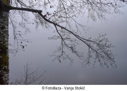 Šuma u magli Magla u šumi. Siluete drveća i grana u gustoj magli.