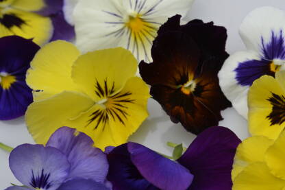 violamix1_DSC1380.JPG Maćuhice. Makro