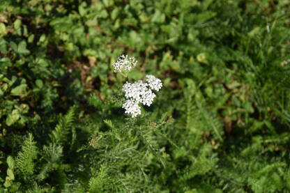 Hajdučka trava ili kunica koja je izrasla u kasnu jesen. Oko nje je vidljivo zeleno rastinje sa stabljikom kunice.