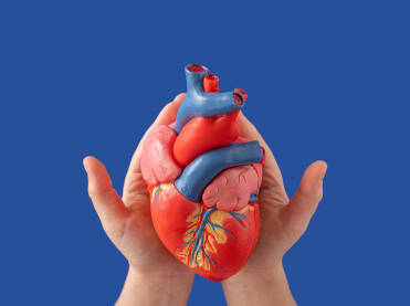 Srce na rukama Anatomski medicinski model ljudskog srca u rukama na jarkoplavoj podlozi. Doniranje organa, koncept.