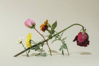 Osnaživanje žrtava nasilja. Cvijetovi podižu ranjenu ružu. 

Fotografija besplatna za ilustrovanje medijskih sadržaja o nasilju, svako drugo korištenje je zabranjeno.

Autor: Amel Uzunović