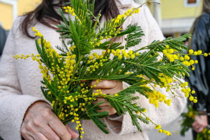 Žena drži cvijeće u rukama. Mimoza. Žena drži cvijeće u rukama. Cvijeće mimoze.