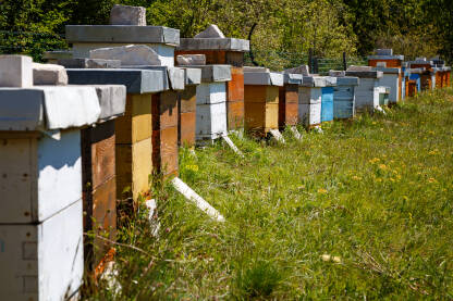 Košnice u pčelinjaku