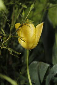 Žuti tulipan i kapljice kiše Tulipan okupan proljetnom kišom.