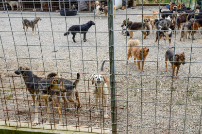 Napušteni psi Napušteni psi žive u lošim uslovima u skloništu za životinje. Azil za pse. Psi lutalice žive u strašnim uslovima u kavezu. Napušteni i ulični psi.