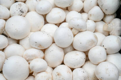 Svježi šampinjoni Svježe gljive za prodaju na pijaci, krupni plan. Kutije pune gljiva u trgovini. Šampinjoni na štandu na tržnici. Agaricus bisporus.