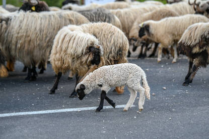 Jagnje sa ovcama na putu. Jagnje sa ovcama na putu. Stado ovaca.