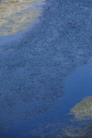 Na površini vode vide se blagi talasi koji se nježno šire, a po vodi plutaju sitni cvjetovi.
Cvijeće dodaje nježan i prirodni detalj.