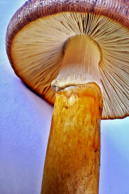 Blagva jestiva gljiva. Pogled ispod klobuka gljive.