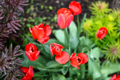 Tulipani Tulipani cvjetaju u vrtu u proljeće. Crveno cvijeće. Cvjetni tulipani nakon kiše.