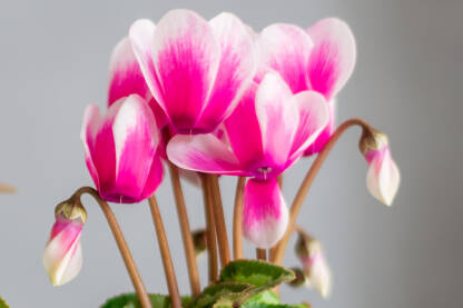 Ciklama Na fotografiji je ciklama, visegodisnja biljka iz porodice Primulaceae (jaglaci).