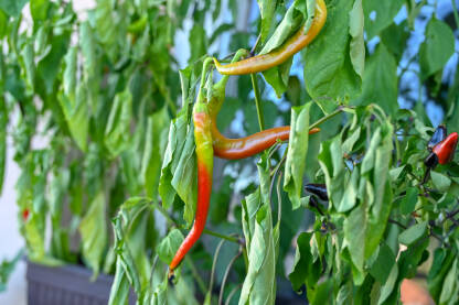 Ljute papričice koje sazrevaju u saksiji na balkonskoj bašti. Urbane bašte na balkonima.