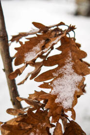 Snijeg na suvom lišću, badnjak, šuma zimi