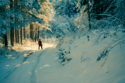 Planinarenje zimi, čovjek u šumi, na stazi, izlazi ka suncu