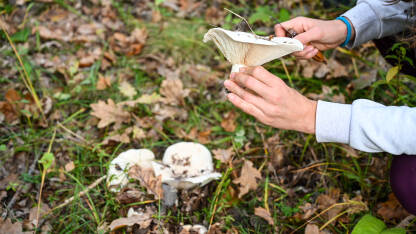 Žena bere gljive u šumi.