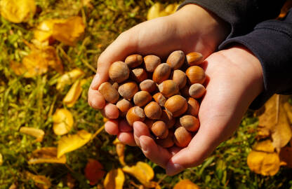 Šake pune lješnjaka u ljusci.