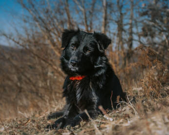 Crni pas odmara na livadi.