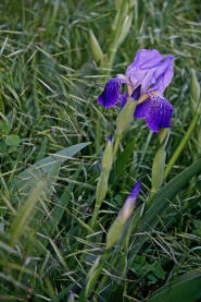 Perunika (mačinac, sabljica, lelija,  lat. Iris). Cvjetni listovi su plave boje, pri dnu sa žutim ili bjelkastim mrljama i prevučeni ljubičastim žilicama.