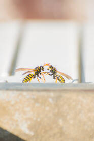 Insekti Insekti ose u borbi.