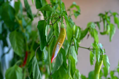 Ljute papričice koje sazrevaju u saksiji na balkonskoj bašti. Urbane bašte na balkonima.