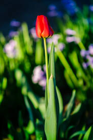 Tulipan Cvijet u mom vrtu