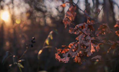 Jesen, suvi list na grani, cer, božić