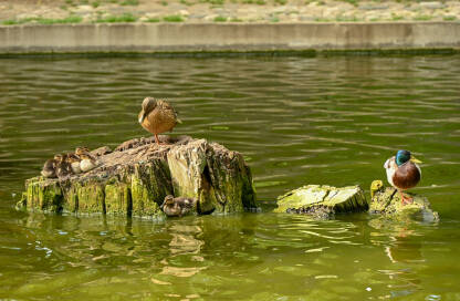 Patka sa pačićima sjedi na drvetu usred vode. Patak, patka i pačići na jezeru.