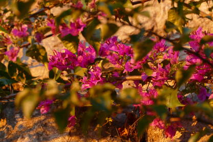 Bougainvillea Cvijet bugenvilije uslikan u trenutku zalasku sunca. Prelijepo, svježe, roze cvijeće, snimljeno kroz zeleno lišće.