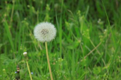 _MG_4364.JPG Maslačak na gradskom travnjaku. Taraxacum officinale.