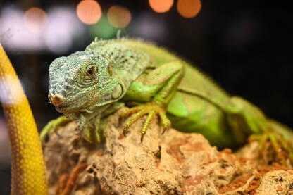 Iguane kao kućni ljubimci. Iguana Iguane kao kućni ljubimci. Iguana u terariju kući. Egzotični gušteri.