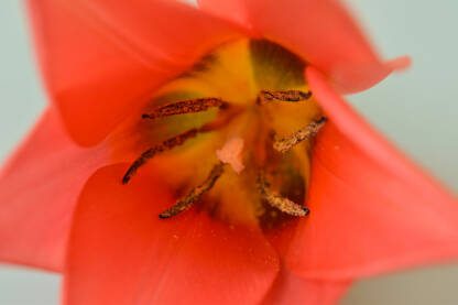 20170331-_CSC0011 Crveni tulipan makro