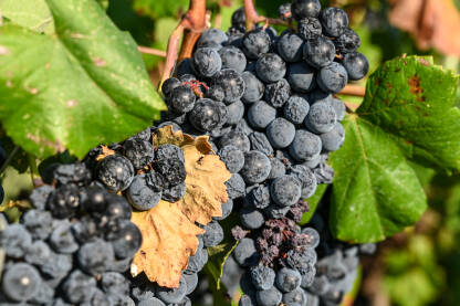 AK1_7396 Osušeni grozd grožđa na vinovoj lozi u vinogradu. Suho crno grožđe, krupni plan, Sušna sezona je uništila berbu. Vinarstvo. Poljoprivreda.