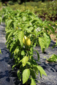 Uzgoj paprike u bašti Žuta paprika u bašti. Stabljika paprike u povrtnjaku