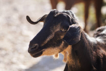 Domaća smeđa koza na ispaši.