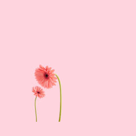 Razumijevanje, podrška, solidarnost, zajedništvo Dva cvijeta grebera pink/roze boje na svijetloj roze podlozi sa praznim prostorom za dopisivanje, reklamu / copy space. Roditelj i dijete, majka i kćerka koncept. Dan žena, 8. mart.