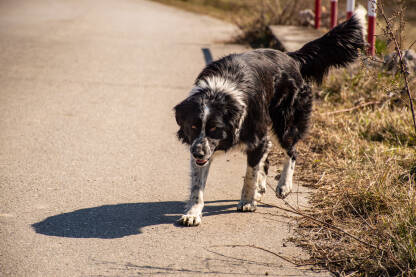 Crno bijeli pas na cesti