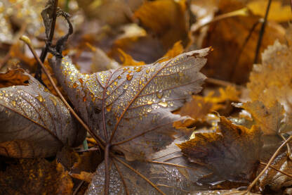 Žuto suho lišće sa kapljicama rose.