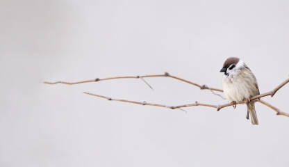 Usamljeni vrabac na grani