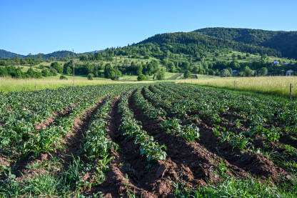 Krompir raste u redovima na njivi. Poljoprivreda. Listovi i gomolji krompira u polju.