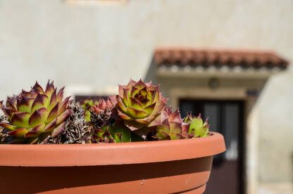 Čuvarkuća Čuvarkuća raste u saksiji ispred kuće. Zeleni listovi biljke u proljeće. Sempervivum Tectorum.